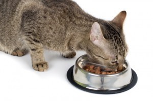 cat_eating