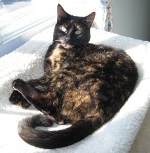 Allegra_The_Conscious_Cat