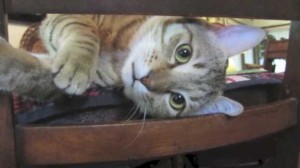 soldier_rescues_cat_in_afghanistan