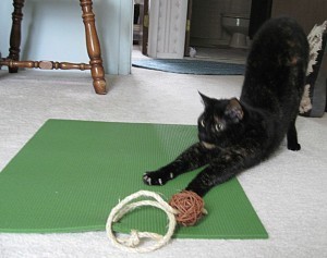 feline_yoga