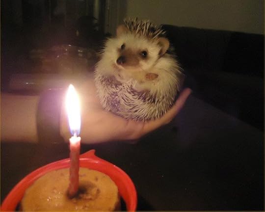 hedgebirthday