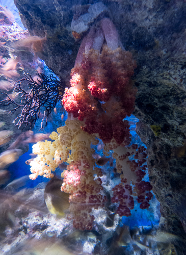 Hanging Coral