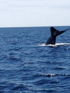 Blue Whale Fluke!