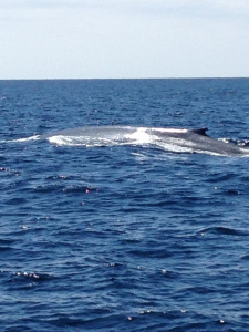 Back of a blue whale.