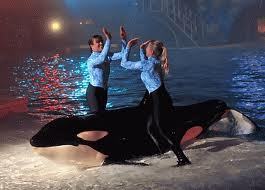 I SO wanted to be the one high-fiving someone over an orca.