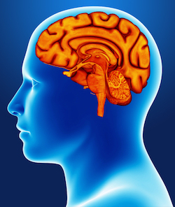 brain