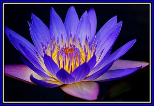 Voilet-Light-Flower-