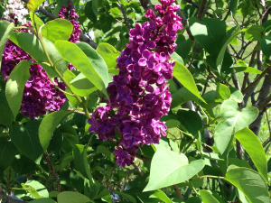 Lilacs