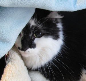 04-10-14 Lux 001 - Copy