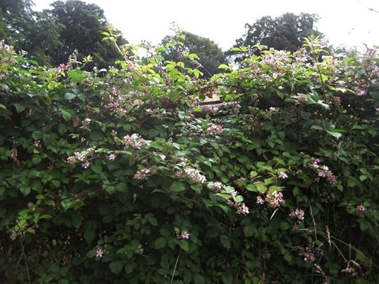 Blackberry blossoms in spring