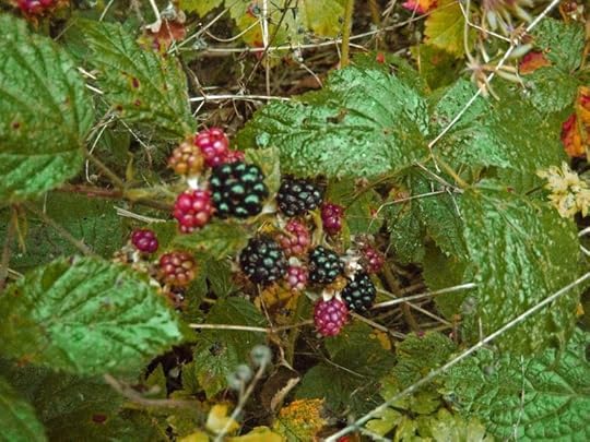 Blackberries ripening