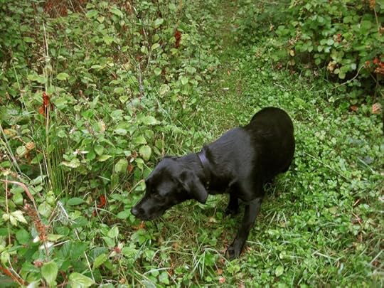 Browsing the berries