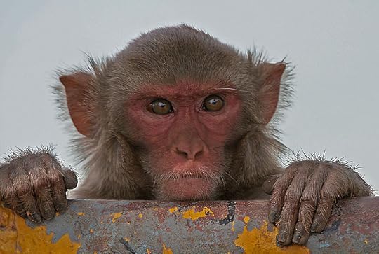 rhesus macaque.jpg