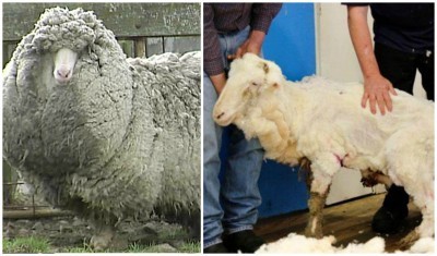 52 pounds of wool and it wasn't a record!