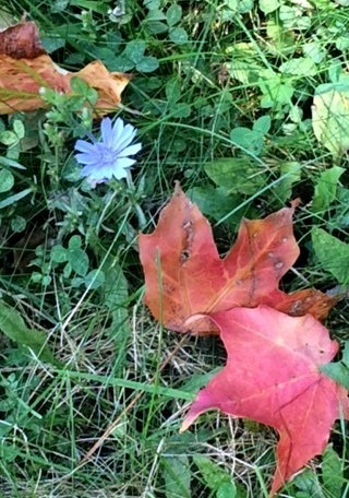 Rhinebeck is coming!