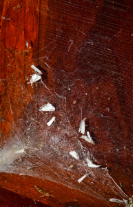 Photo courtesy of Sebring's Snapshots.