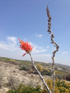 Spring, Lower Pecos canyonlands