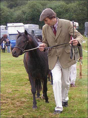 Horse Judging