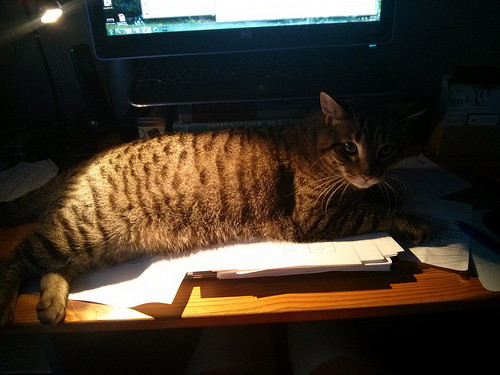 the perils of the home office