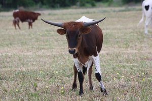 Central Texas livestock