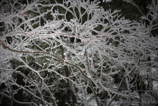 Ice_Tree_DW5