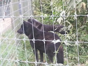 The Wolf Sanctuary of Pennsylvania, Lititz, PA