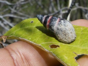 Seychelles-Snail_AP