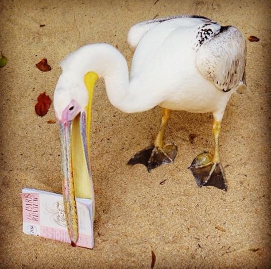 Pelican