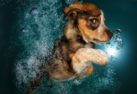 underwater puppies seth casteel npr