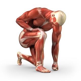 muscleman
