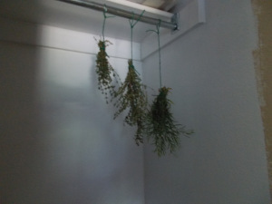 Herb Post 2014 002