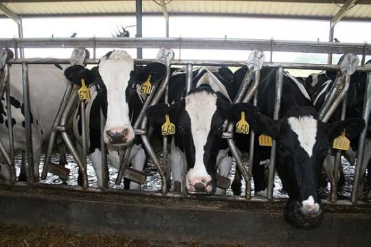 dairycows