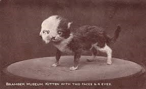 Kitten with two faces