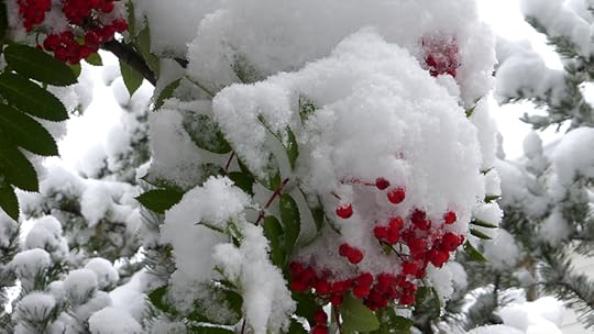 mountain ash