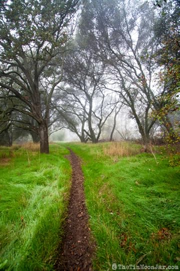 Fog on a winding trail