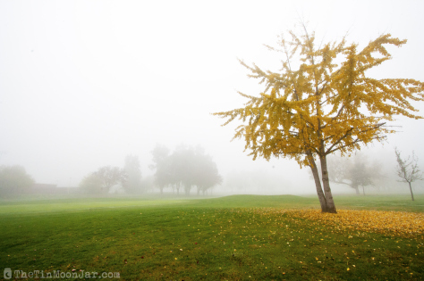 Fog and a brilliant yellow tree