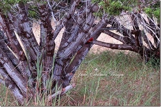 Cardinal_Cedars