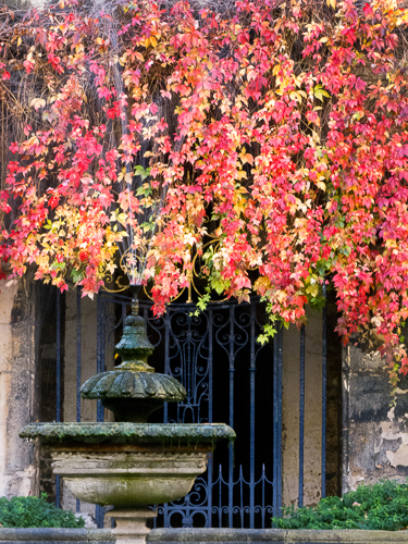 Westminster Ivy