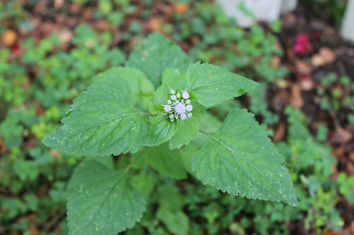 my garden, Monday