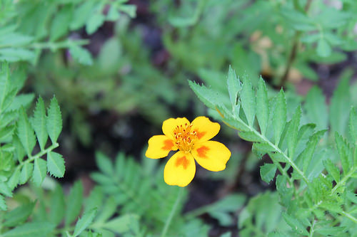 my garden, Monday
