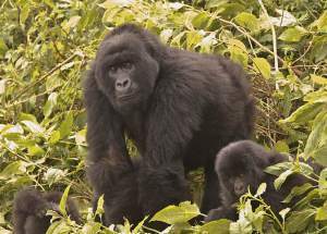 gorillas