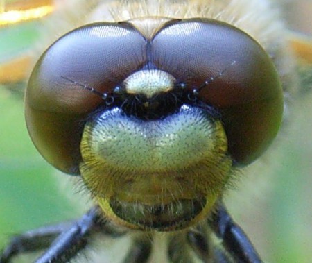 Libellula quadrimaculata head 450x379 Tough to Swallow