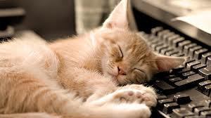Kitty Nap