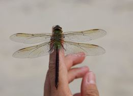 green darner dragonfly, female