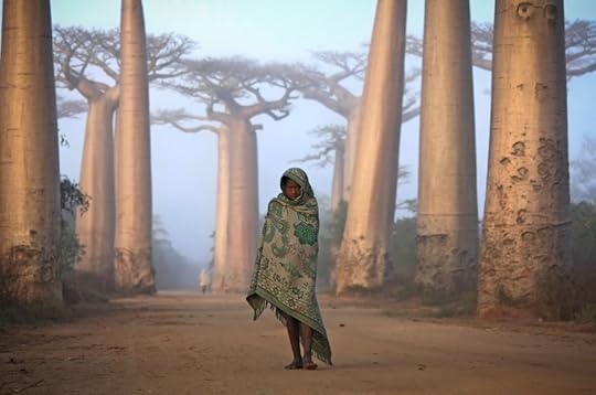 Avenue of the Baobabs