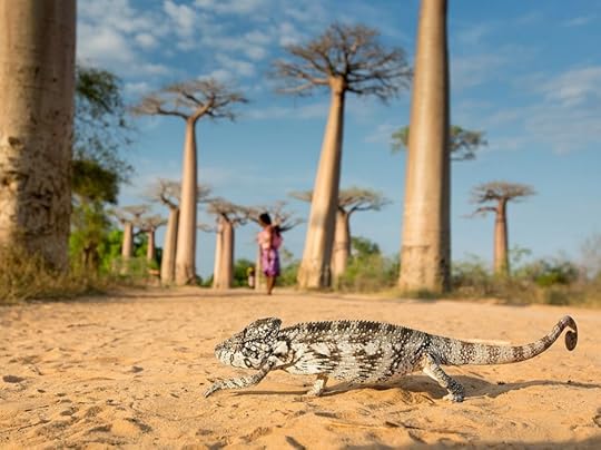 Avenue of the Baobabs