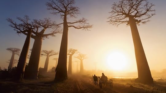 Avenue of the Baobabs