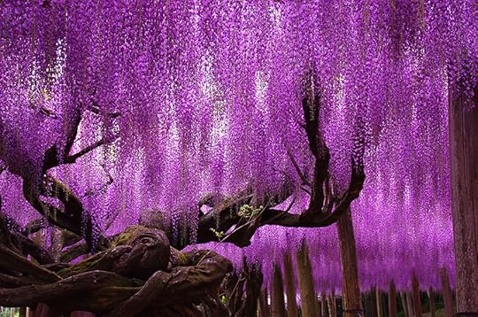 144-Year-Old Wisteria, Japan