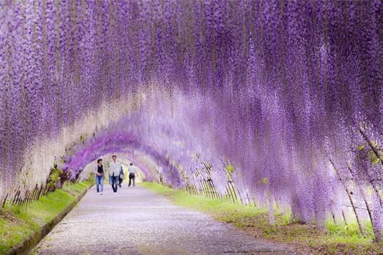 Wisteria tunnel