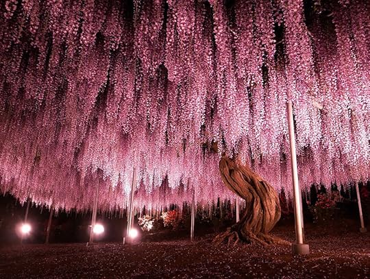 Japanese wisteria